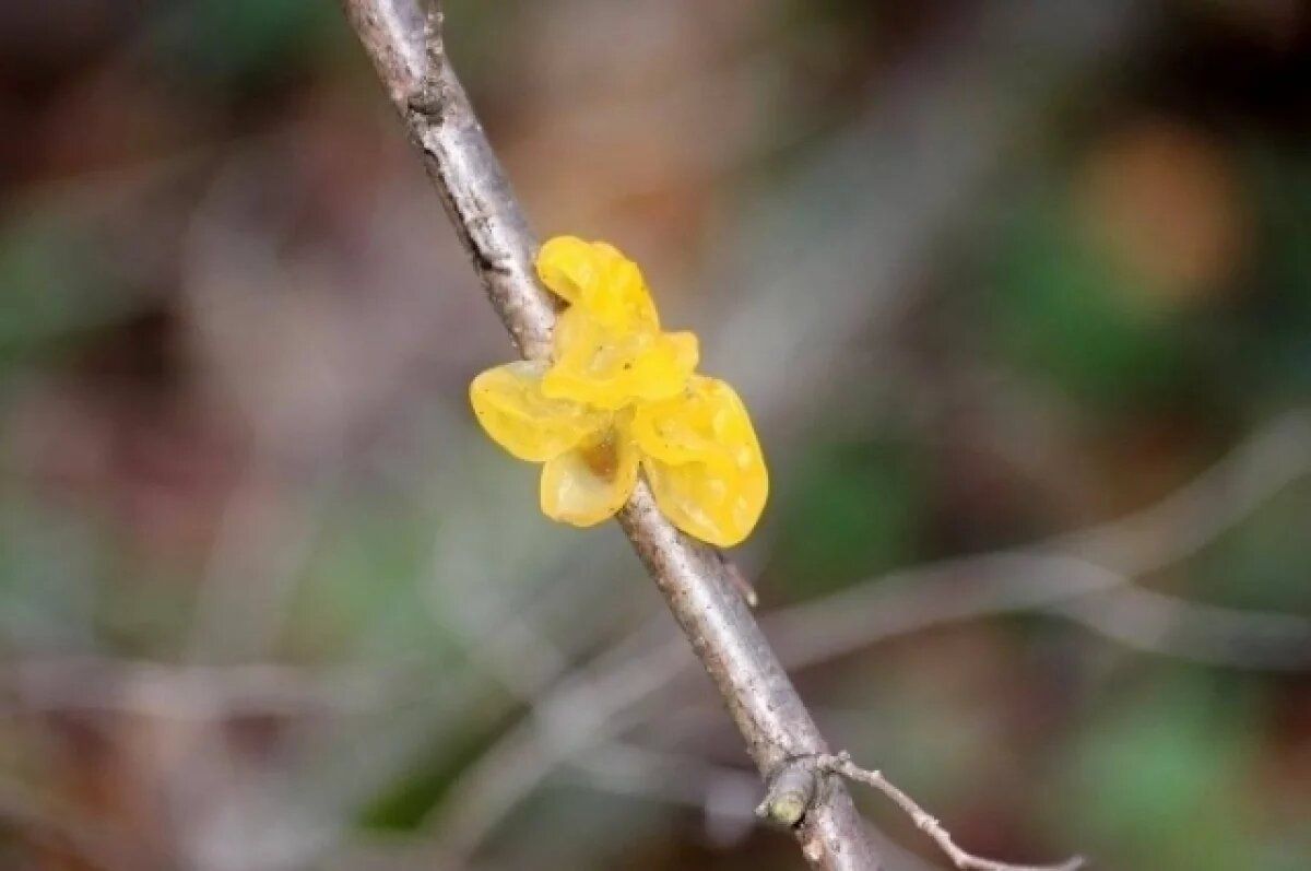 � �������� ����� ������������ ������� �����