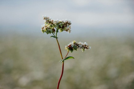 Как варить гречку: секреты рассыпчатого гарнира