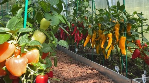 ������� ������: ������ ���������� ��������� ��� ������ �������