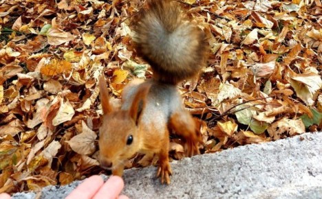 ��� ��������� ������������� �����: ��� �����, � ��� ������